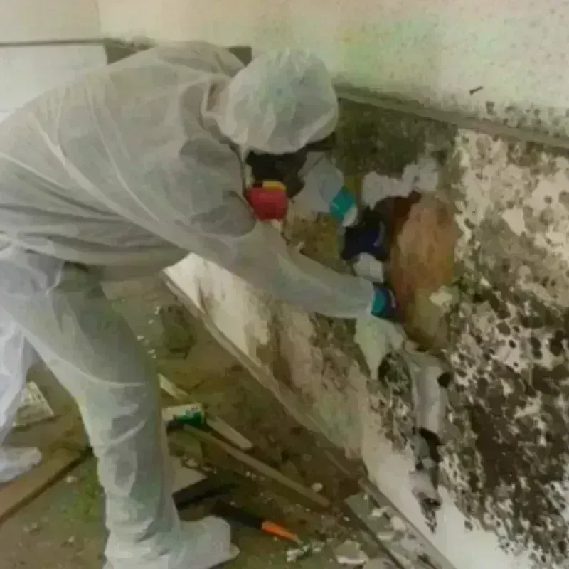 Mold Remediation and Removal in Ocean Pointe, HI